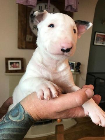 Bull Terrier Inglês * - Foto 3