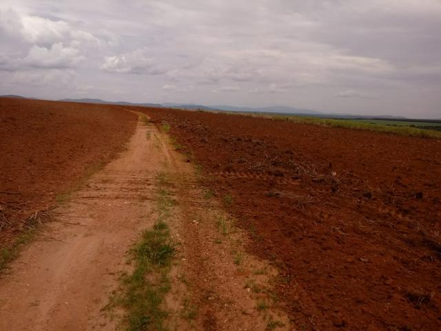 Excelente fazenda cultura pura - Foto 3