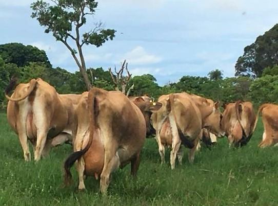 VACA leiteira/GADO leiteiro- Jersey- Especial