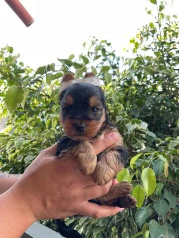 Yorkshire Terrier Filhotes Disponiveis