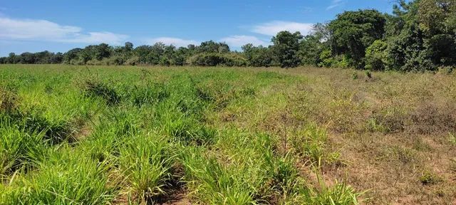 Fazenda em Guarai. 95 mil por alqueire. - Foto 3