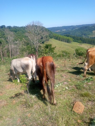 Vende-se lote de gado 