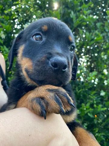 Rottweiler Filhote  - Foto 4