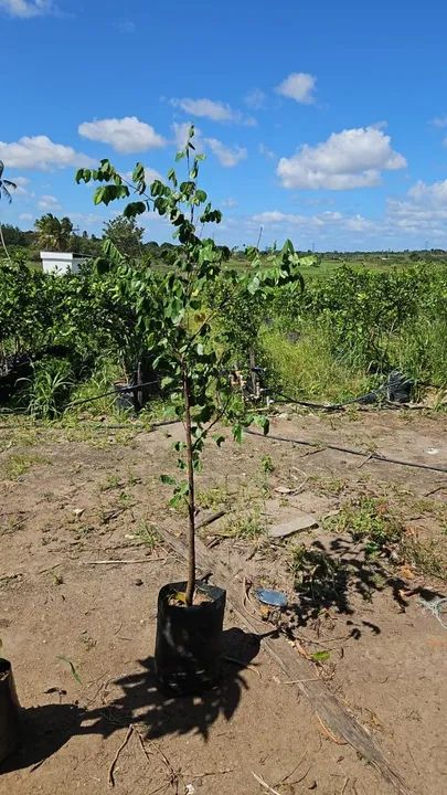 Frutíferas qualidade Premium, diretamente de minas! - Foto 4