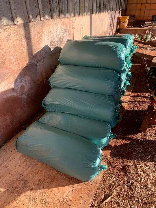 Silagem de milho  - Foto 3