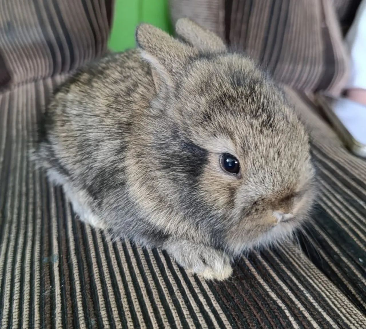 Vende-se mini coelhos - Foto 3