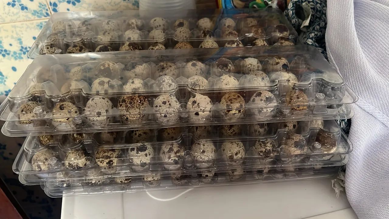 Embalagem de ovos de codorna 