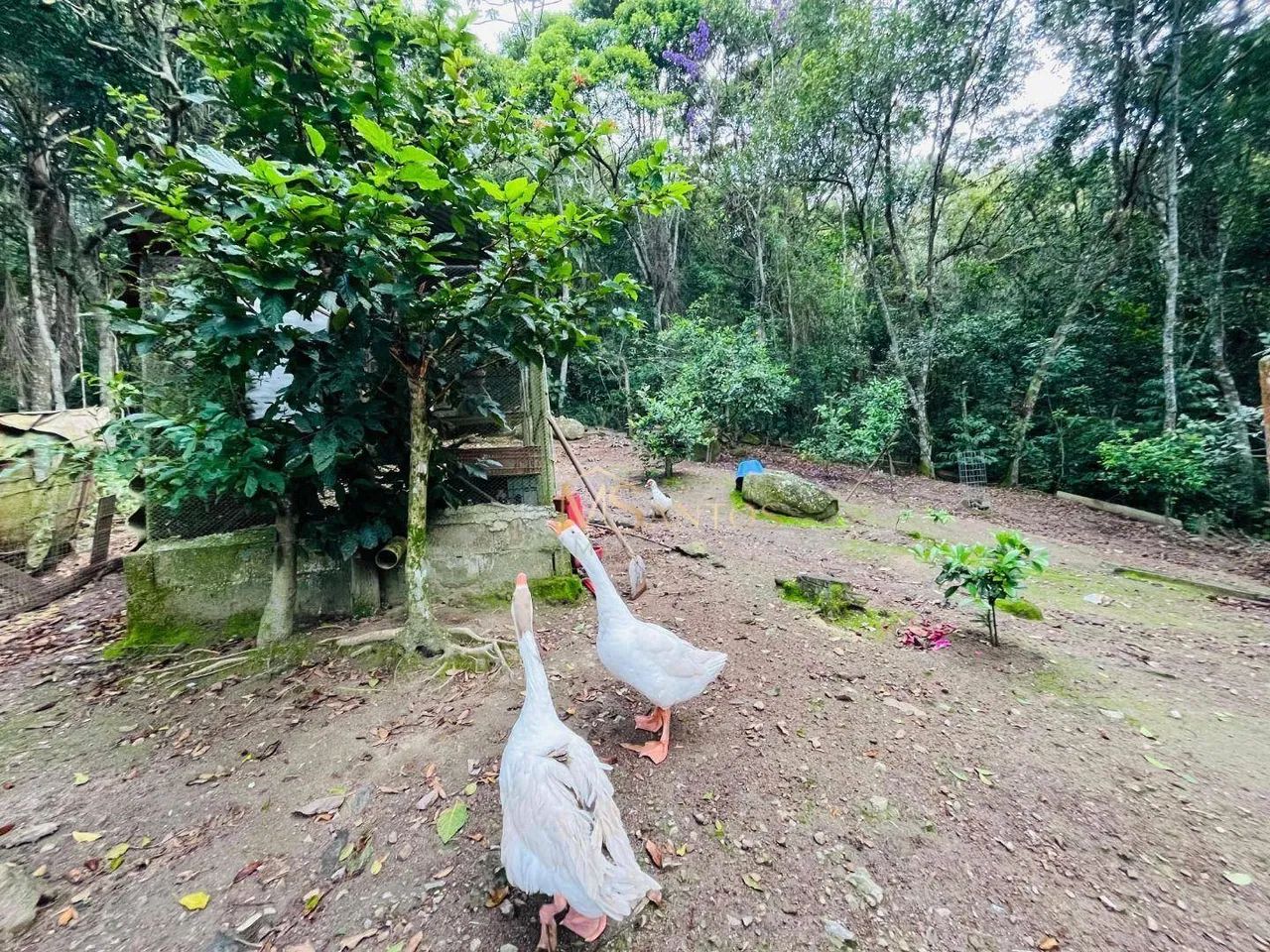 Sítio à venda, 11895 m² por R$ 1.350.000,00 - Vargem Do Bom Jesus - Florianópolis/SC - Foto 5