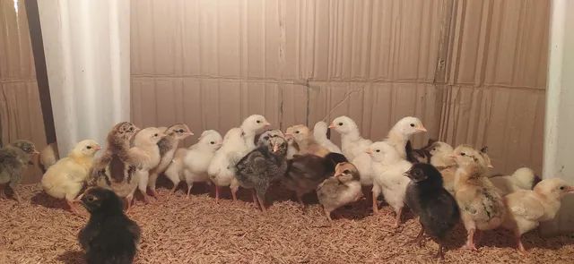 Pintos caipiras pintinhos, galinha e frangas