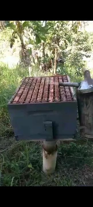 Mel de abelha puro - Foto 2