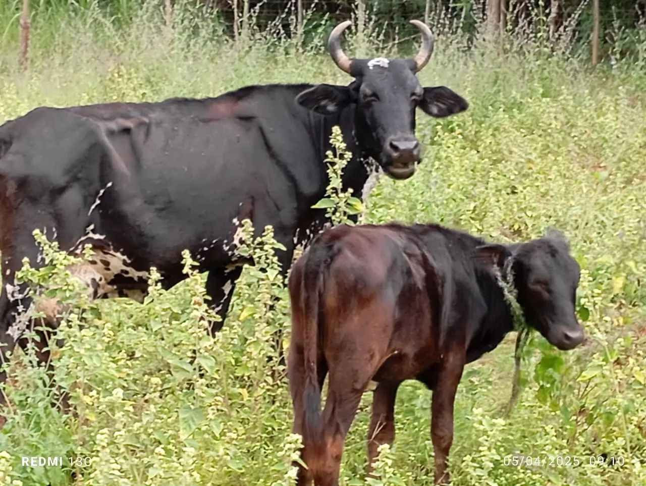 Vaca e bezerro cruzada Jersey e Holanda  - Foto 4