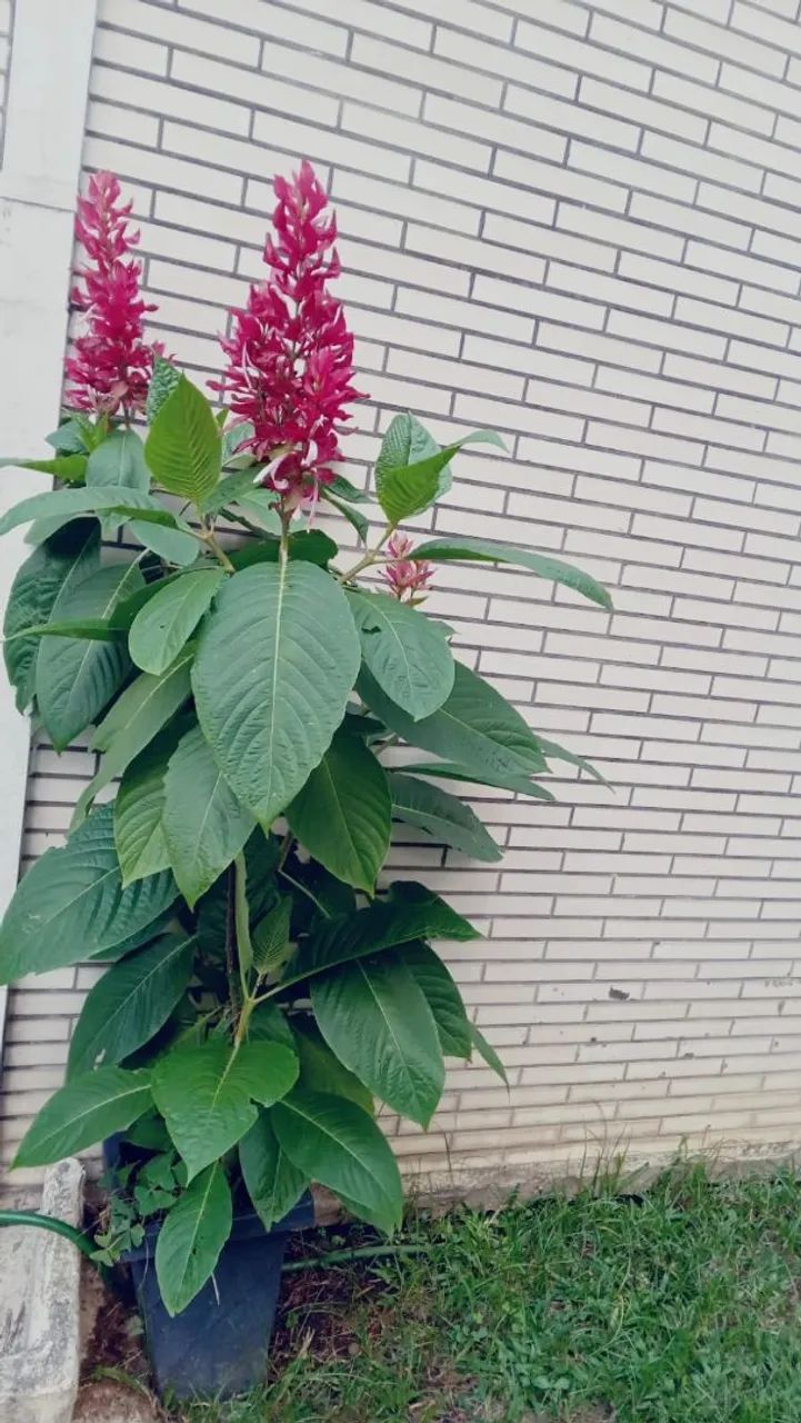 Planta de Jardim com Flores Vermelhas - Foto 2