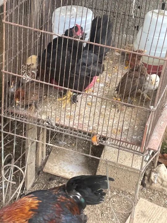 Galinhas caipiras A partir de 30-50  - Foto 2