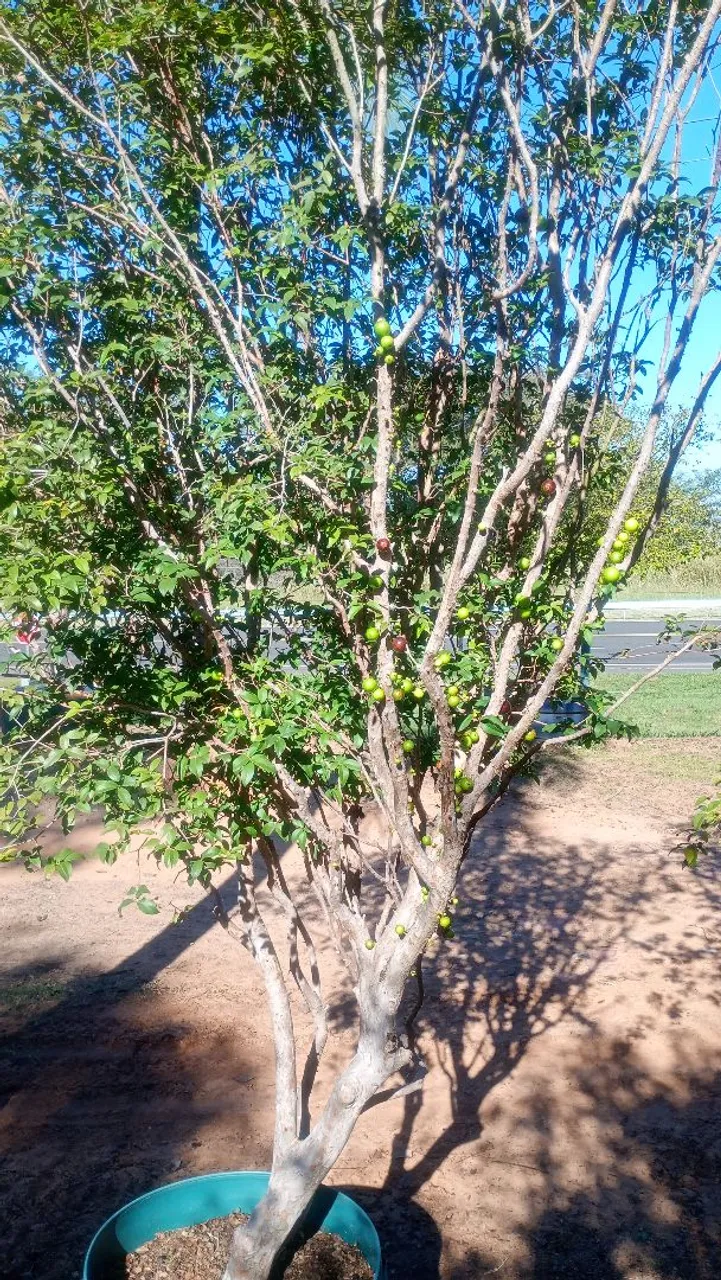 Muda de Jabuticaba e outras produzindo * entrega todo Brasil