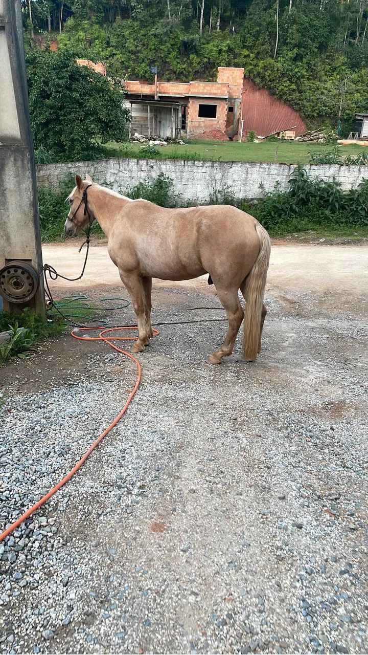 Vendo Mangalarga Marchador
