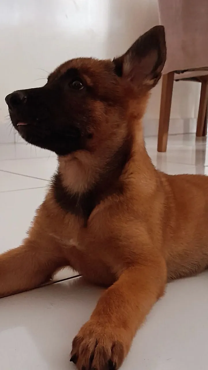 Pastor belga malinois - Puro Sangue