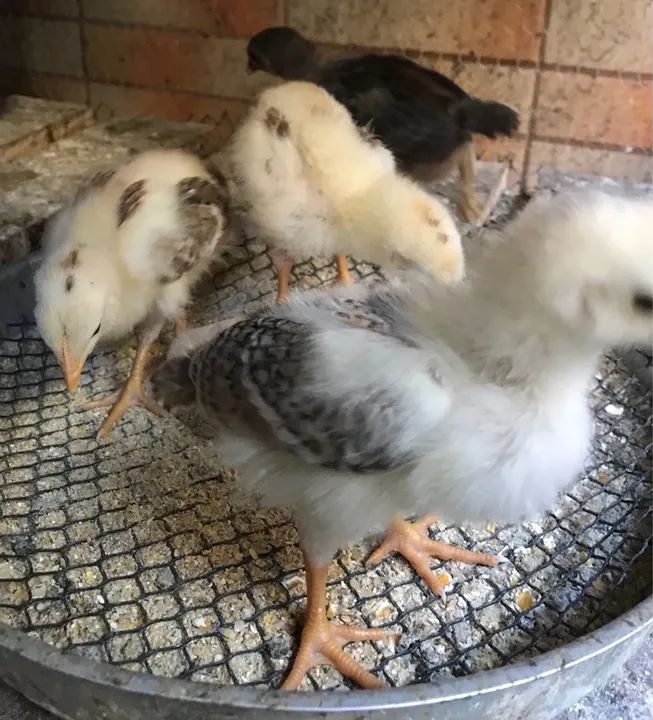 Pintinhos índio mestiço com caioira - Foto 5