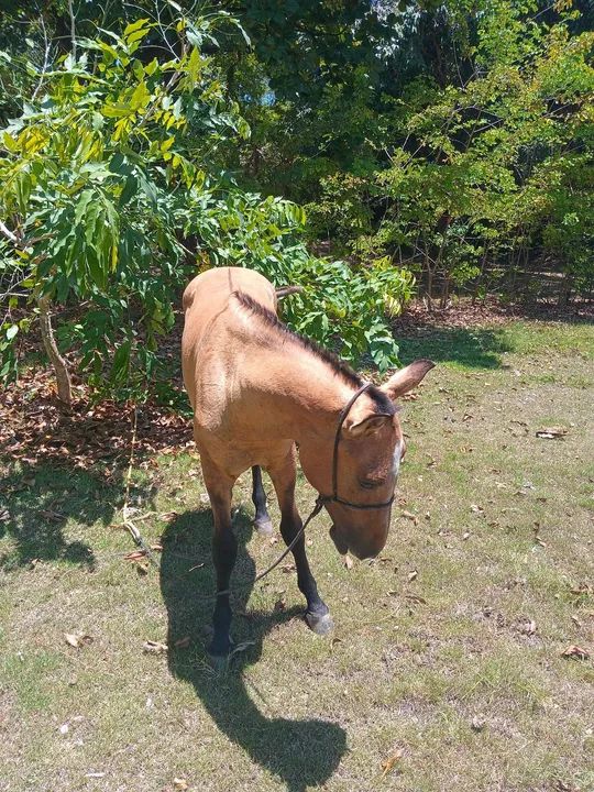 Potro mistico com quarto de milha - Foto 5