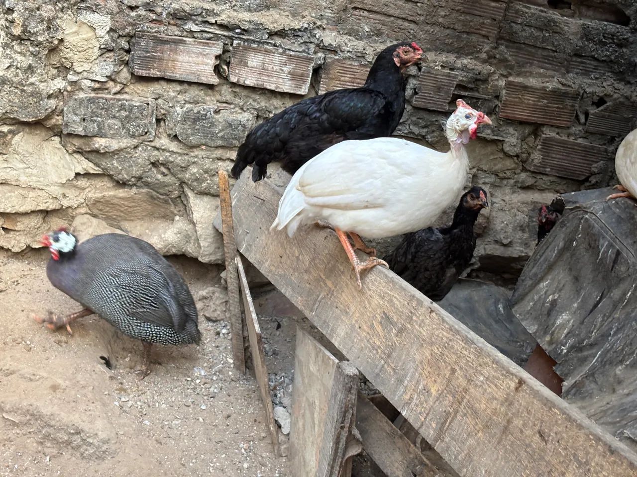 Vendo capotes, branco e comum. - Foto 5