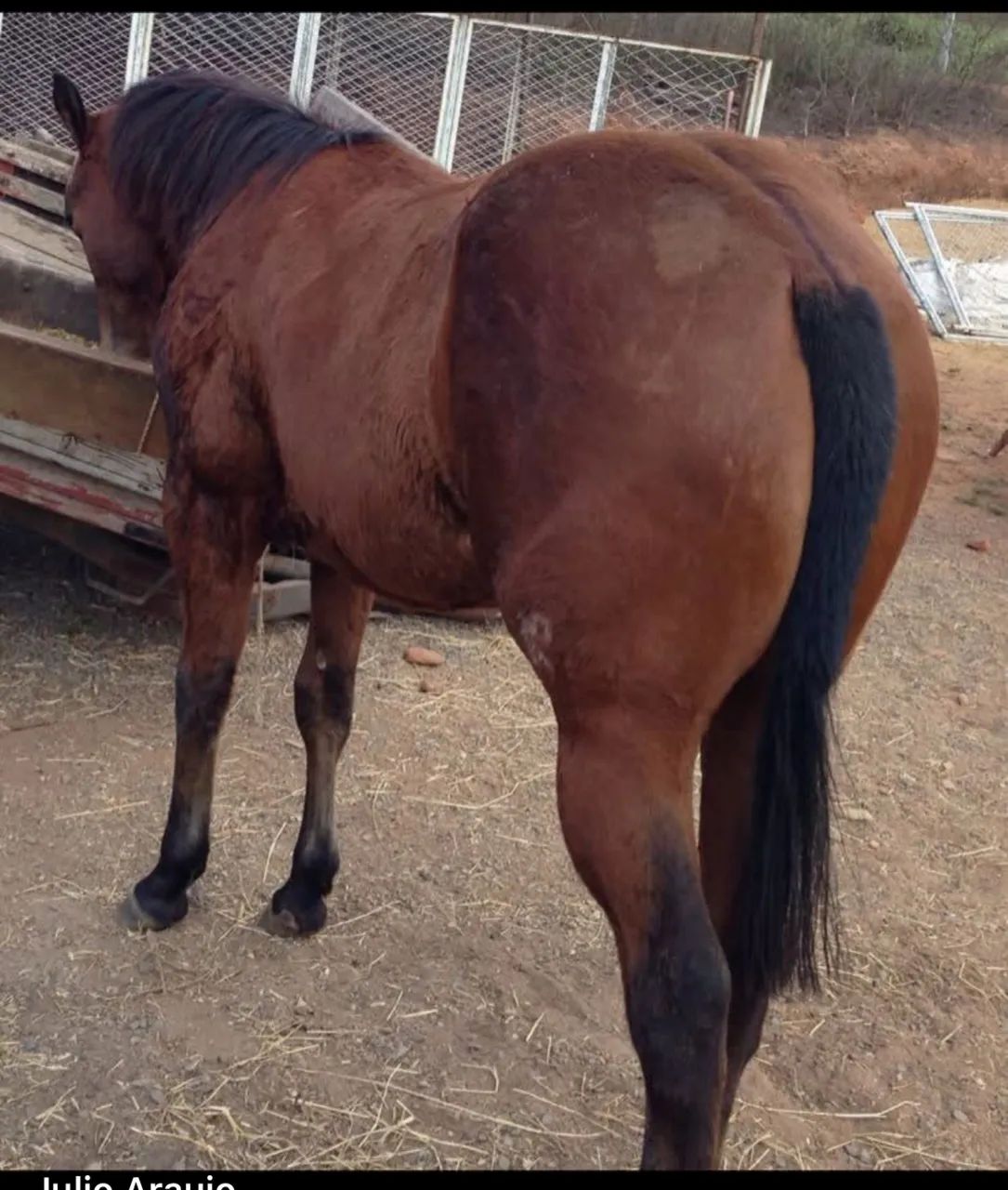 Eggs quarto de milha PO registrada 