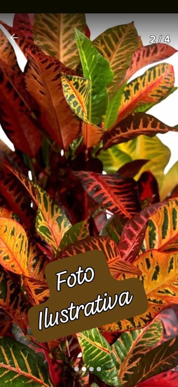 2 Muda Cróton Tropical -  Planta colorida para seu Jardim! - Foto 3