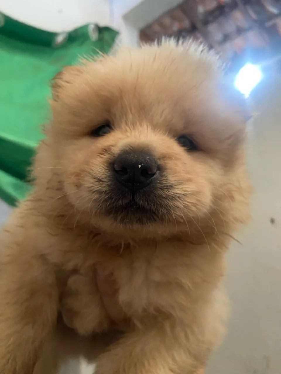 Filhote de chow chow  - Foto 5
