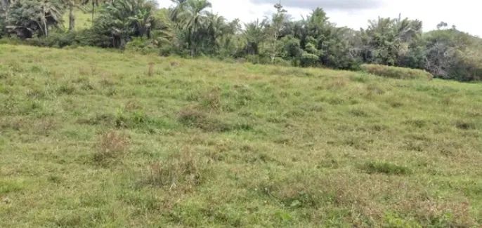 Vende-se fazenda em Catú/Ba com 313 tarefas para agricultura ou pecuária. - Foto 5
