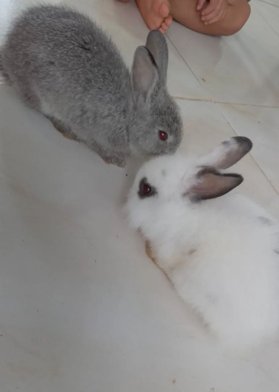 Coelhos filhotes64706126018819120