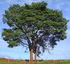 Copaiba -Copaifera langsdorffii- (Vendo muda com 50 A 60cm) - Foto 4