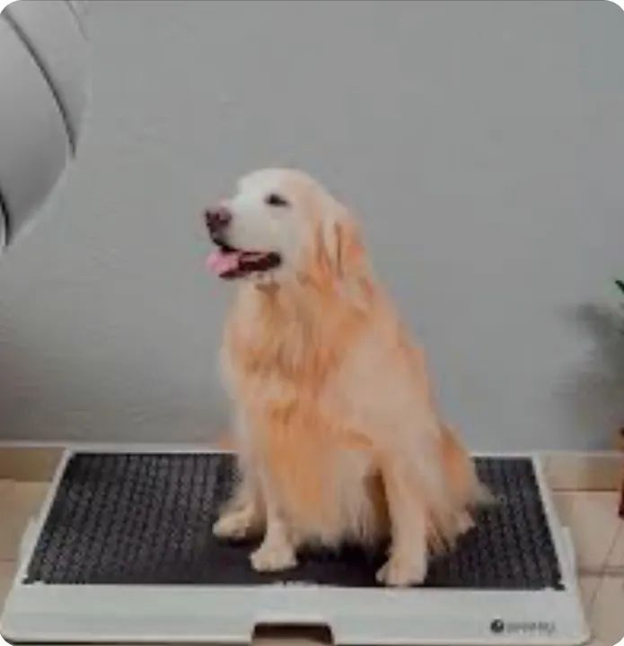 Banheiro inteligente (Weasydog)