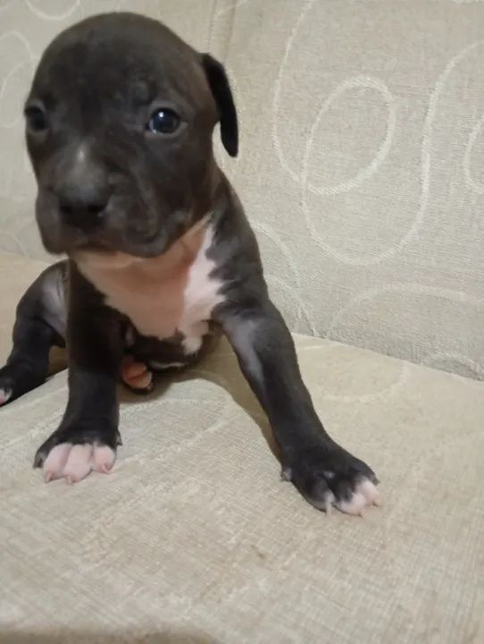 Pitbull (Fêmea) - Foto 3