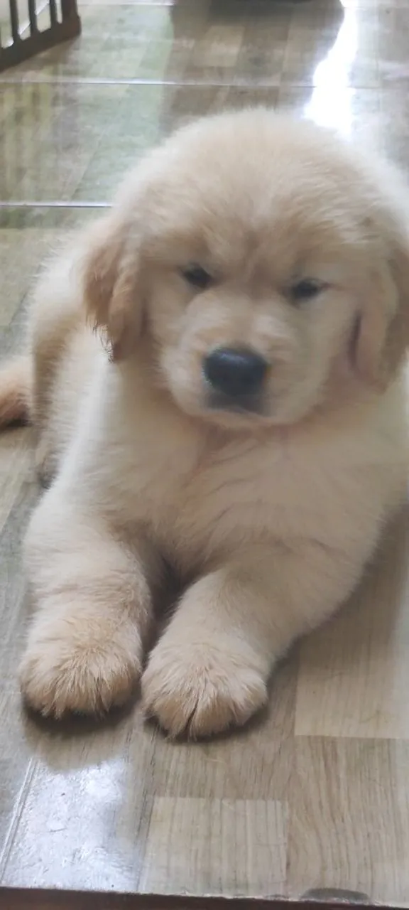 Filhote Golden Retriever