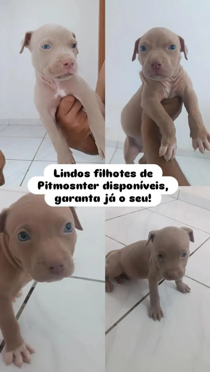 Filhotes de pitmosnter a venda!