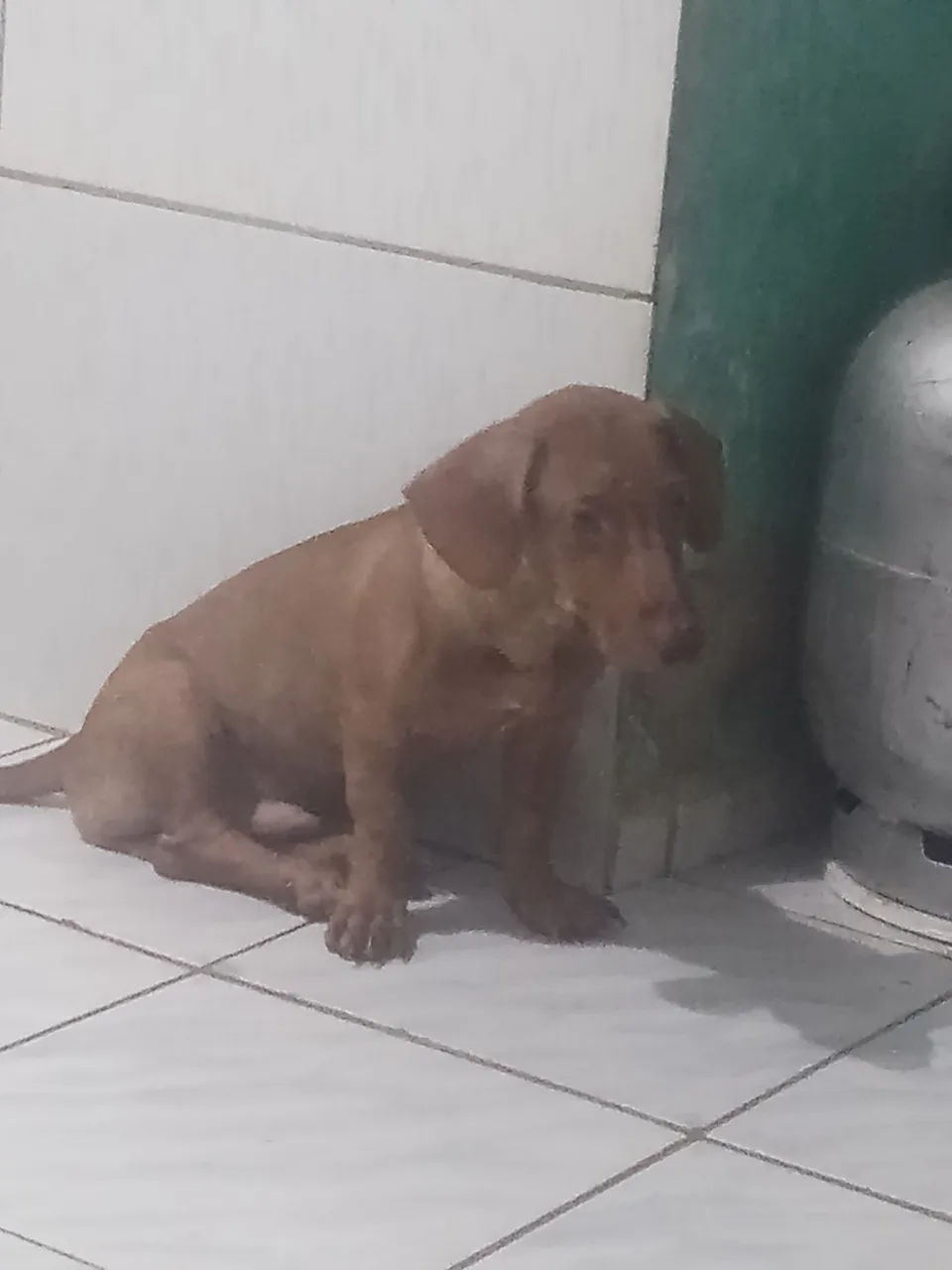 Cachorro de porte pequeno