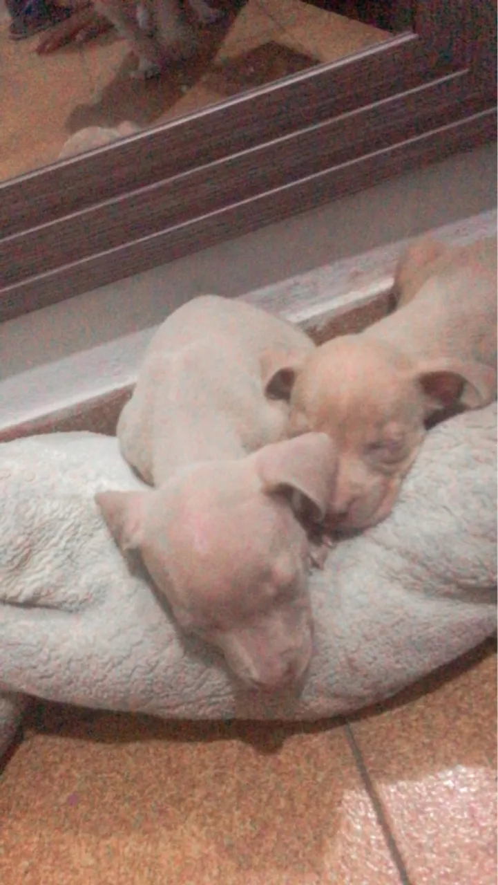 Filhotes de Pitbull