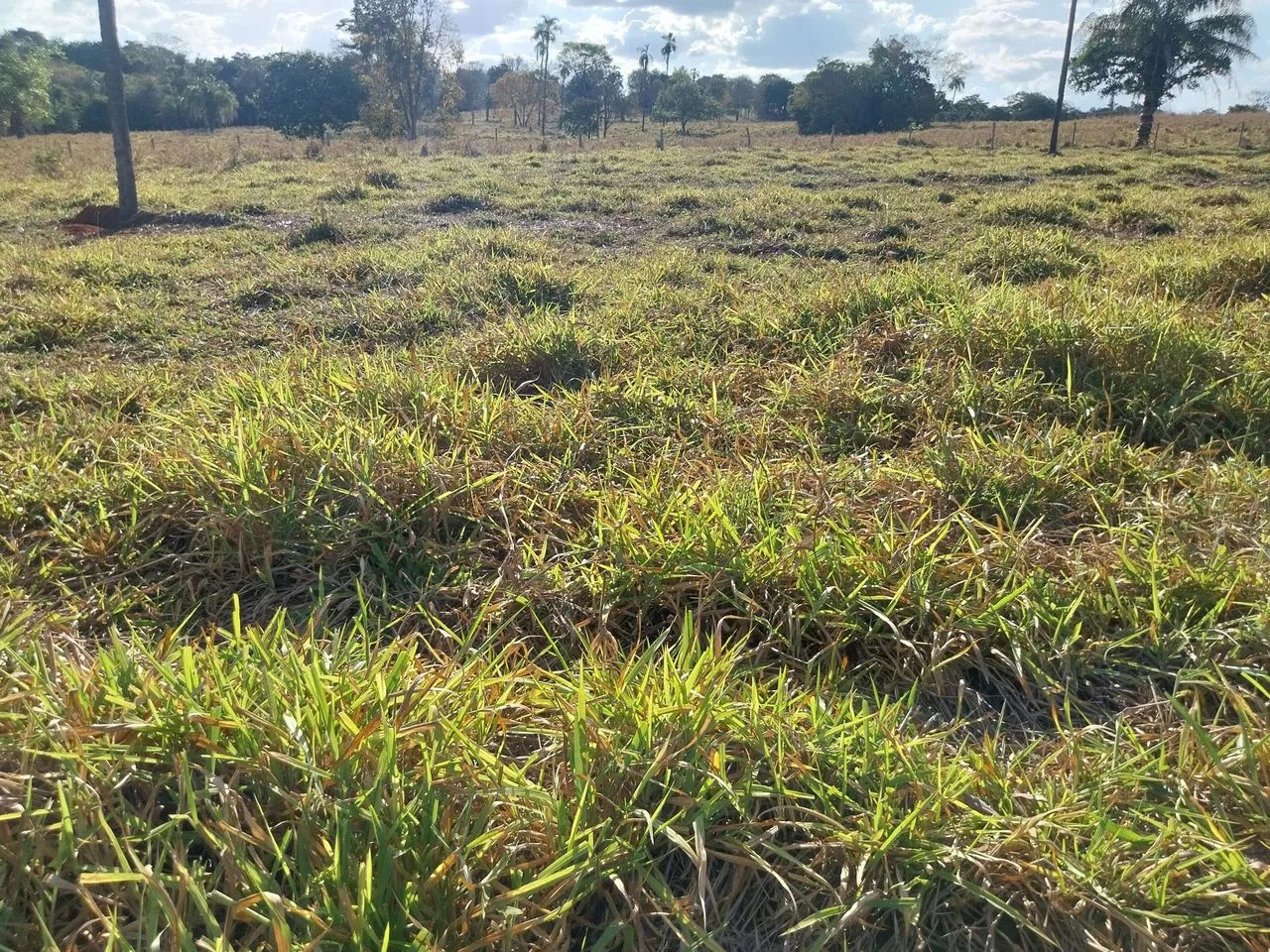 Chácara a Venda em Fazenda Nova go - Foto 6