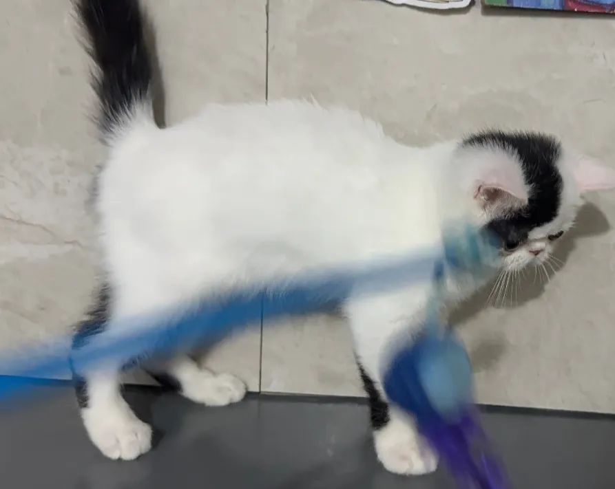 Gato persa exótico com pedigree 