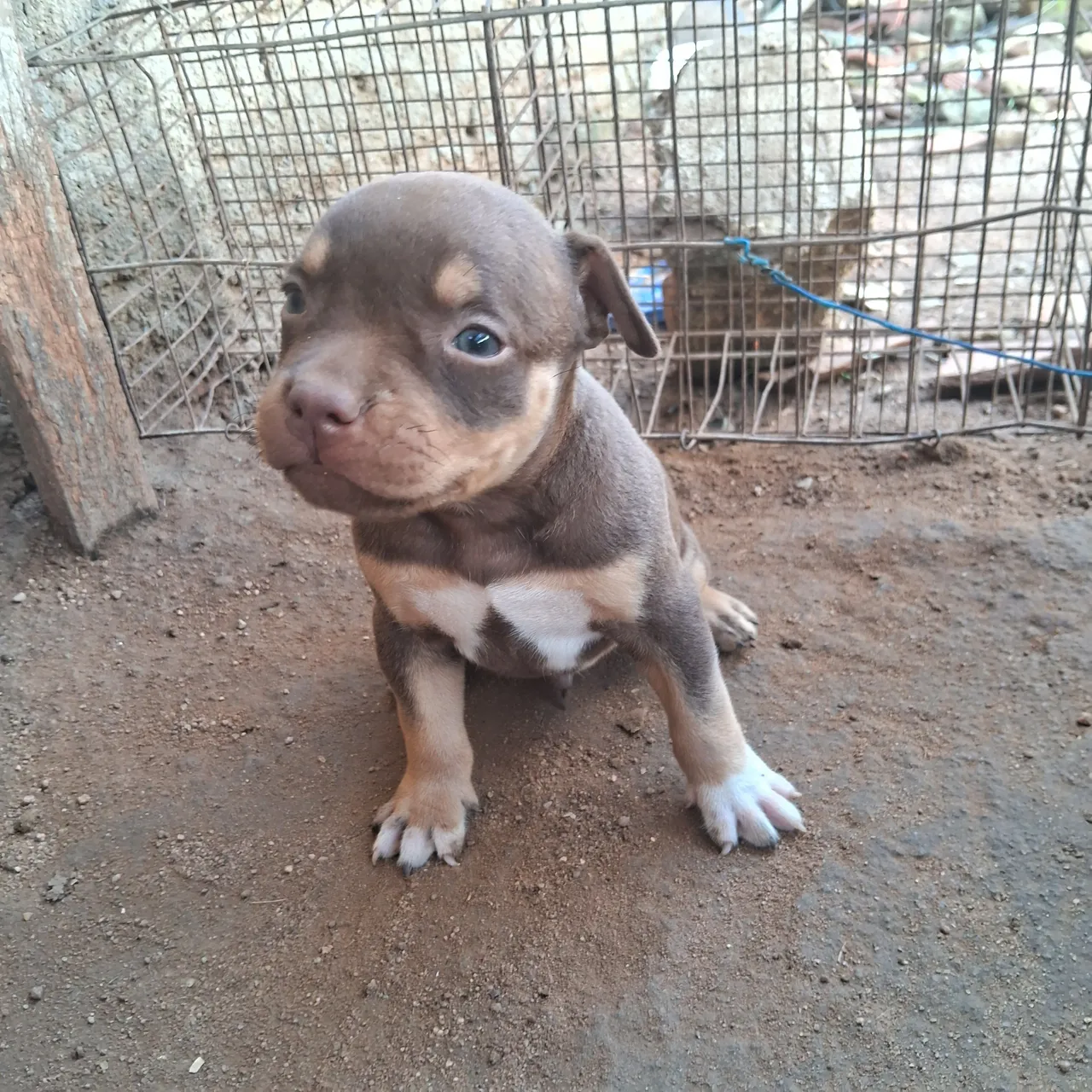 Filhote de Pitbull disponível!