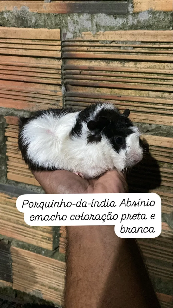 Porquinho-da-Índia Absínio Preto e Branco - Macho