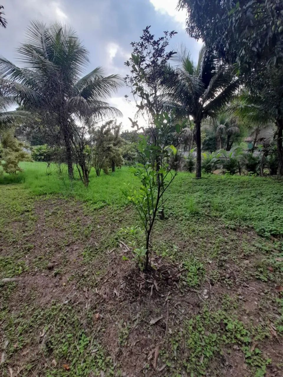 Vendo Mini Sítio em Seropédica - (Campo  Lindo) SOMENTE VENDA - Foto 5