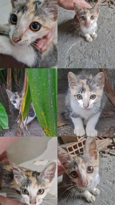 Gatinha para adoção  - Foto 2