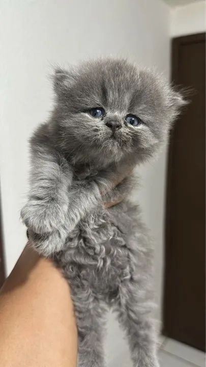 Gatinhos Persa Premium  - Foto 5