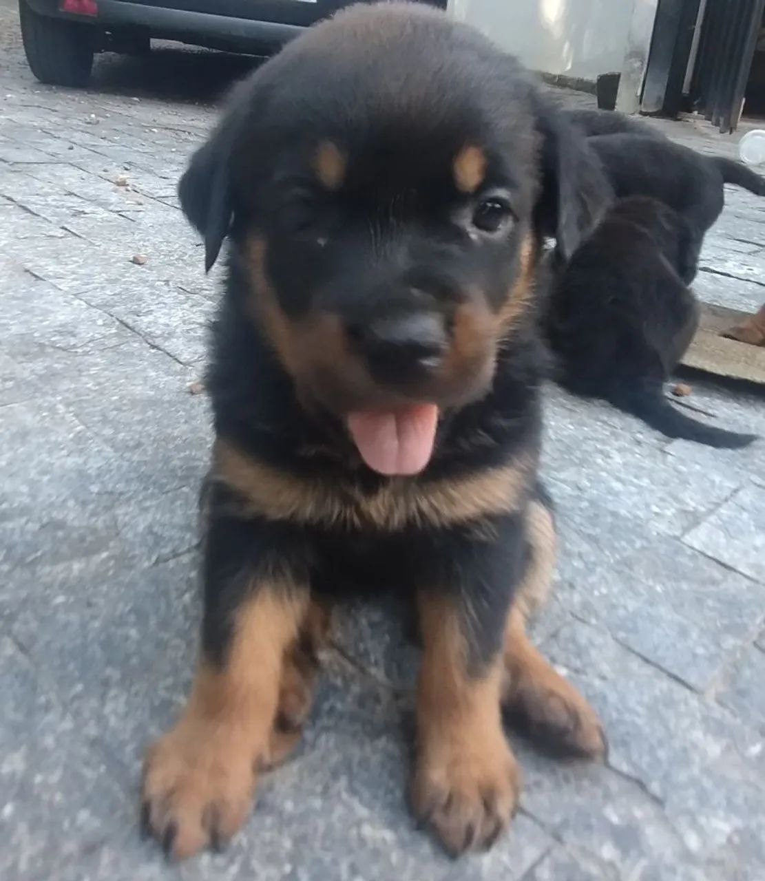 Filhotes Rottweiler Fêmea e Macho