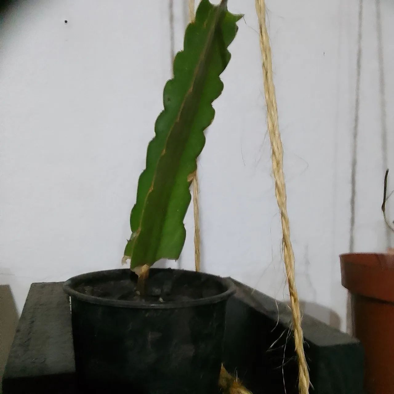 Mudas de Pitaya e Seriguela em crescimento