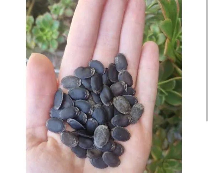 Semente de bucha vegetal  - Foto 5