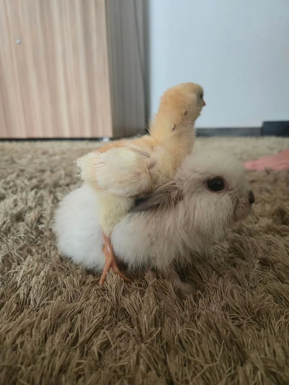 Lindo mini coelho  - Foto 3