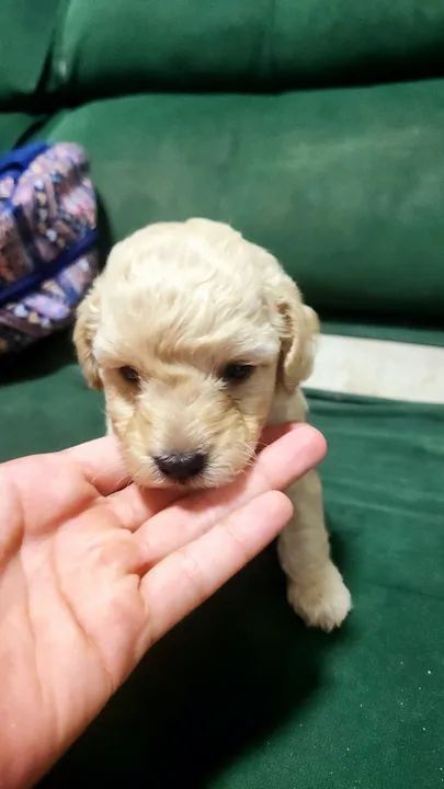 Vendo filhote macho de poodle  - Foto 4