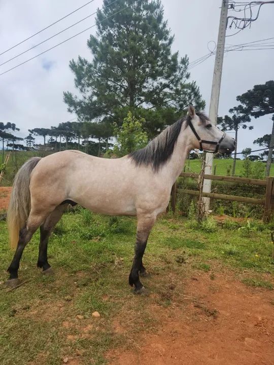 EXCELENTE POTRO QUARTO DE MILHA GARANHÃO. - Foto 6