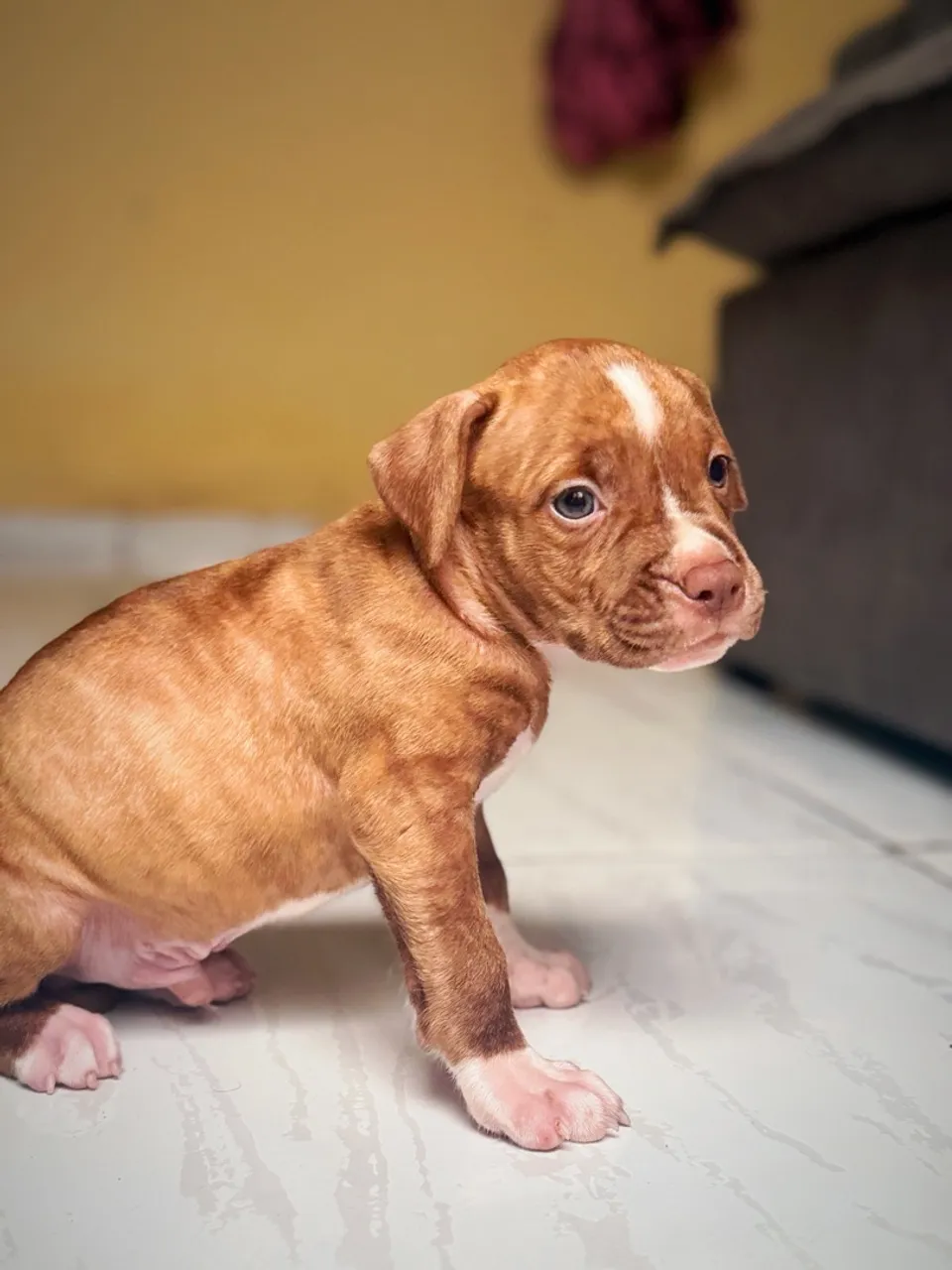 Filhote de Pitbull