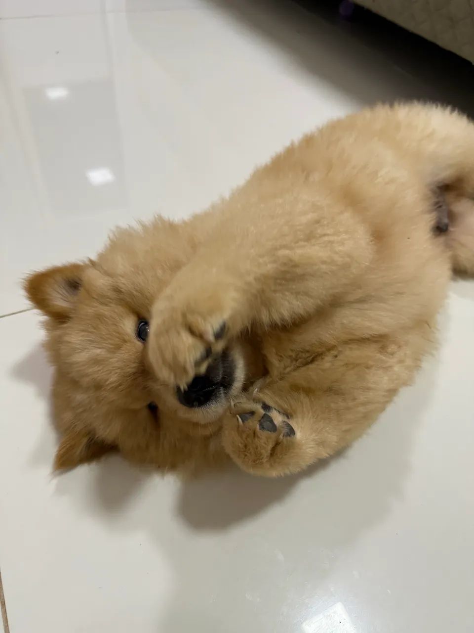 Vende-se Chow Chow Puro - Foto 5